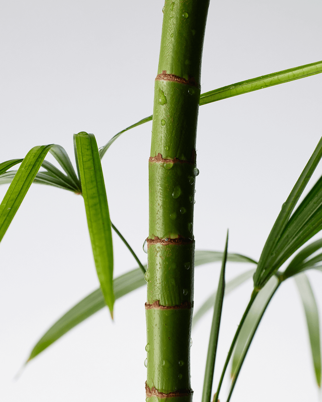 Purito Mighty Bamboo Panthenol Cleanser
